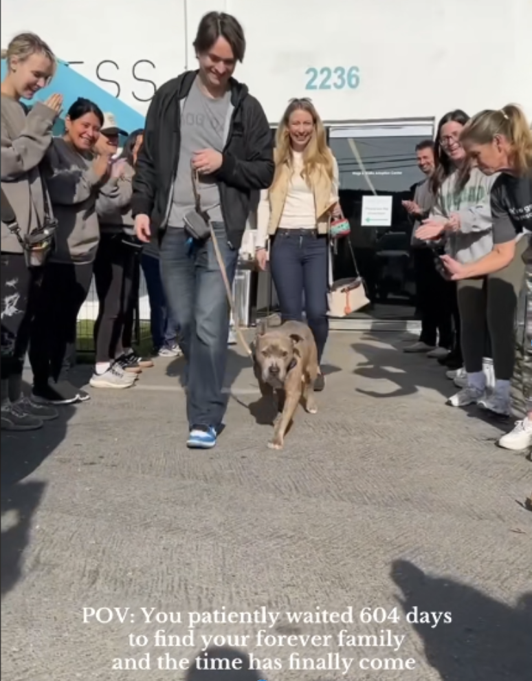 Watch This Pit Bull’s Emotional Send-Off After 604 Long Days in a Shelter